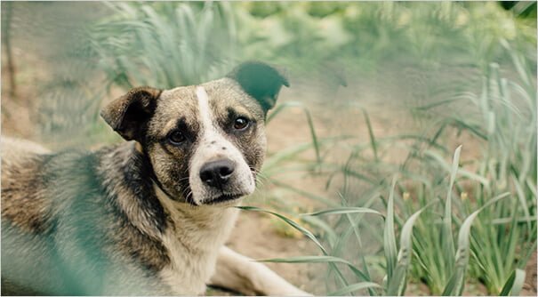 Legal Guide: Dog bite compensation claims