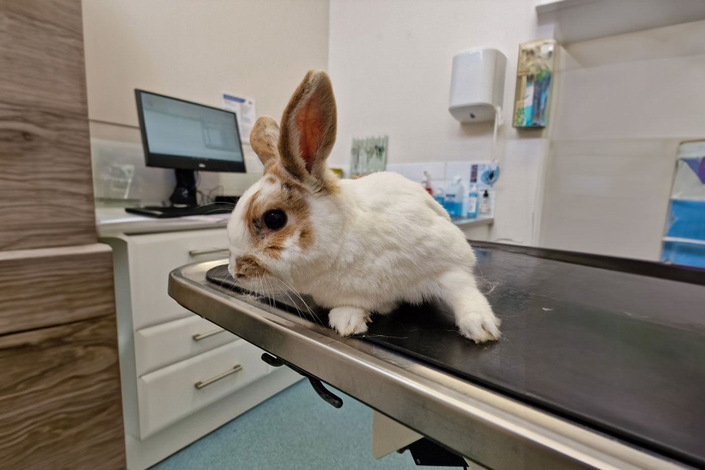 CMA Launches Investigation Into Vet Services For Pets Setfords